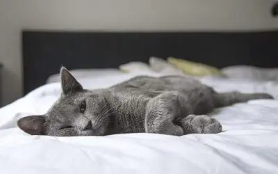 5 Tips and Tricks for Cleaning a Home With Pets