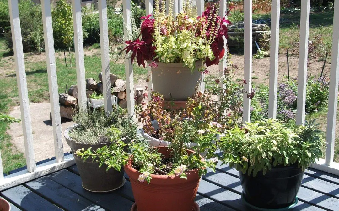 gardening in a small space