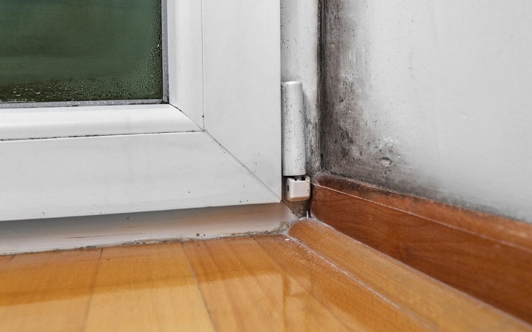 prevent mold in your home