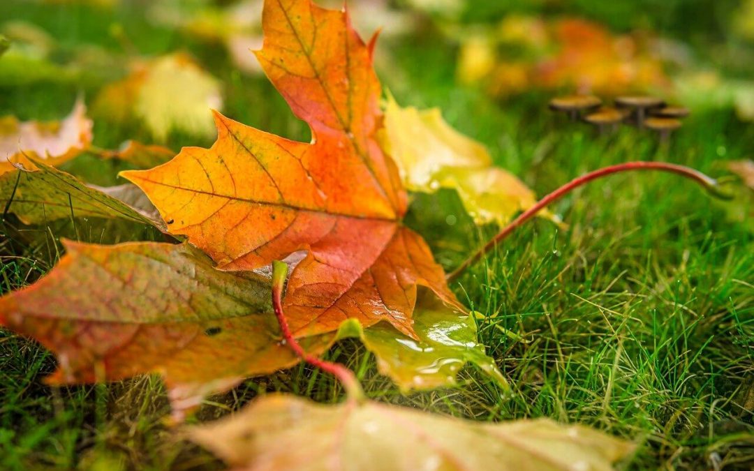 7 Fall Lawn Maintenance Tips